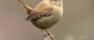 Inview September 2022